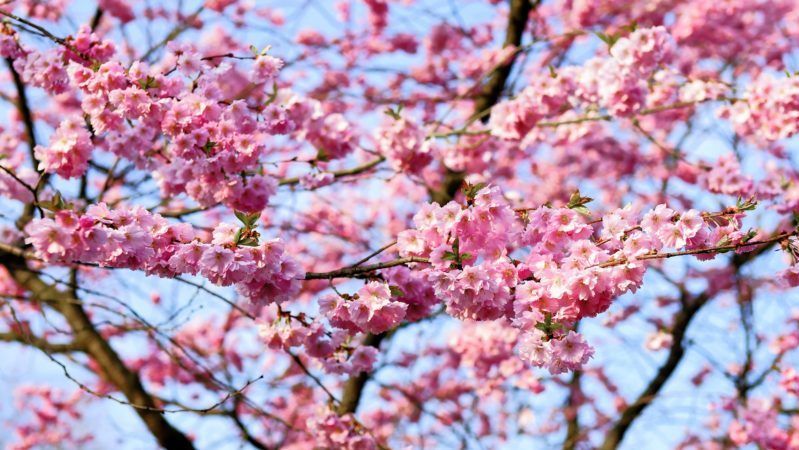 Japanische Feiertage im März ~ 03月の日本の祝日