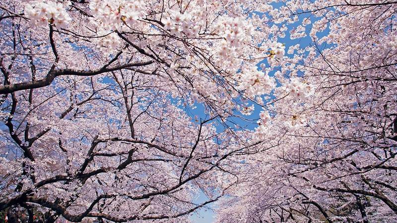 Japanische Feiertage im April ~ 04月の日本の祝日